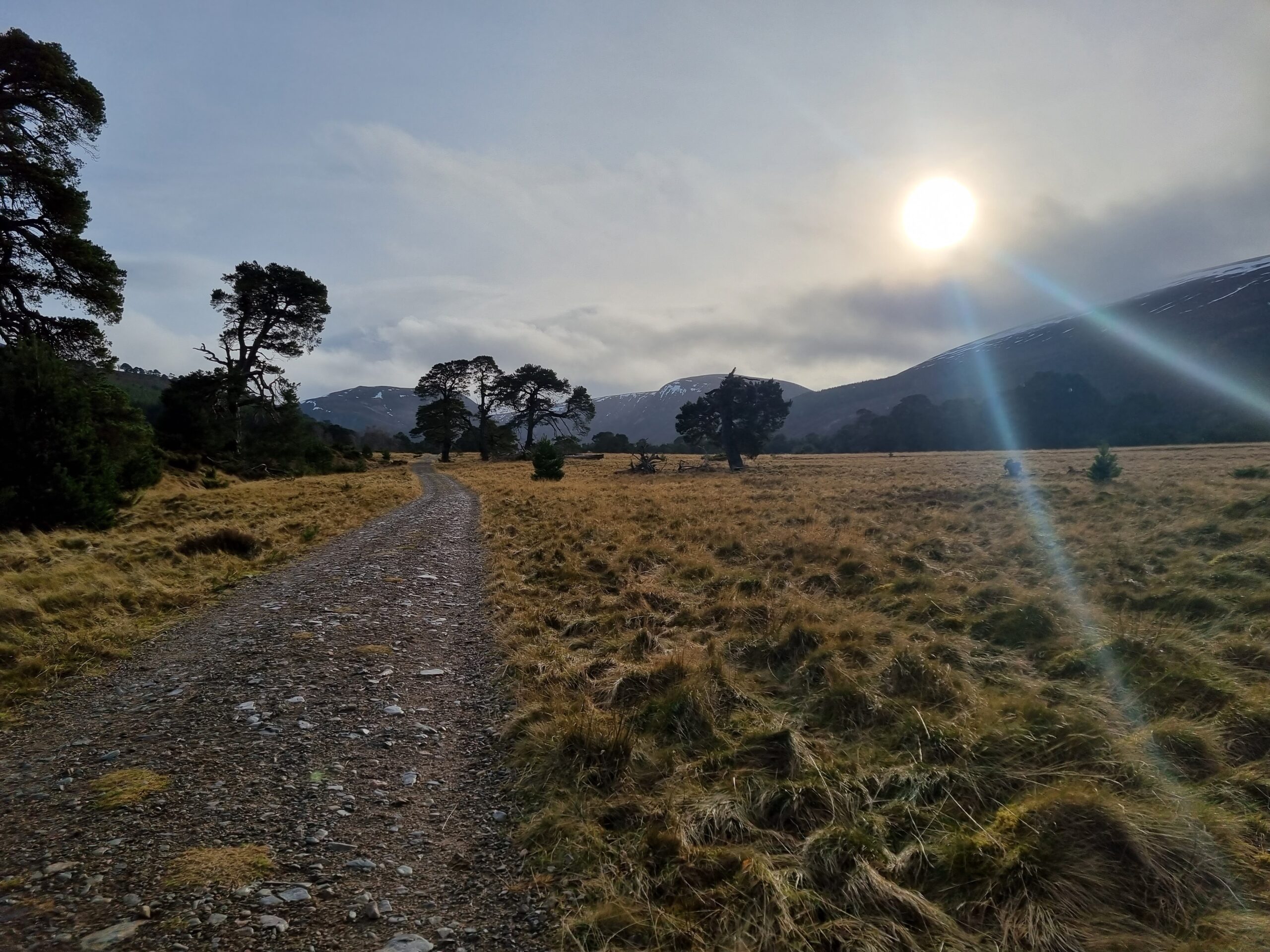 The savannah-like landscape of Glen Feshie, Cairngorms