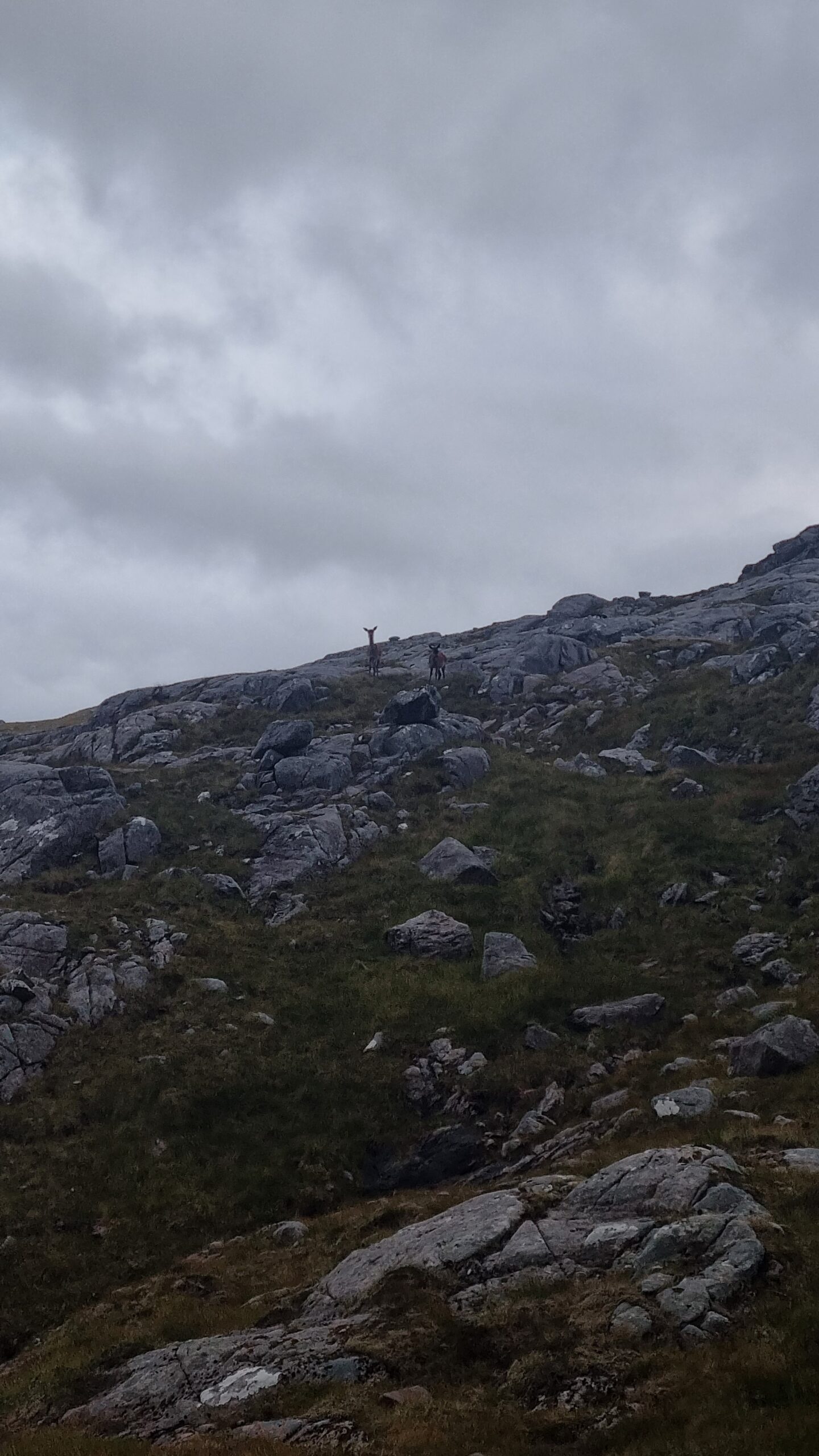 Two deer on a hill, Fisherfield Forest, Scottish Highlands