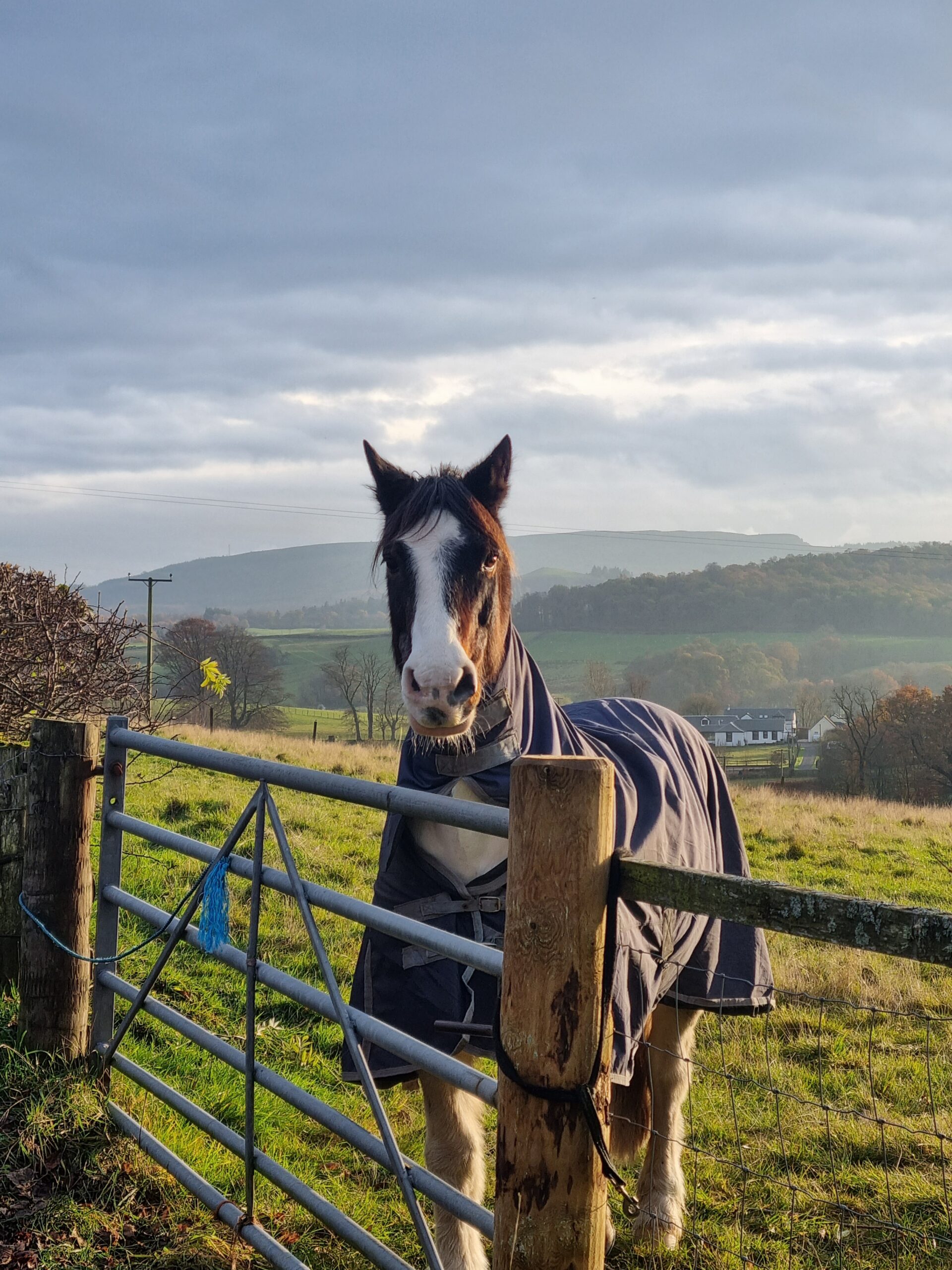 Horse along the West Highland Way, Scotland