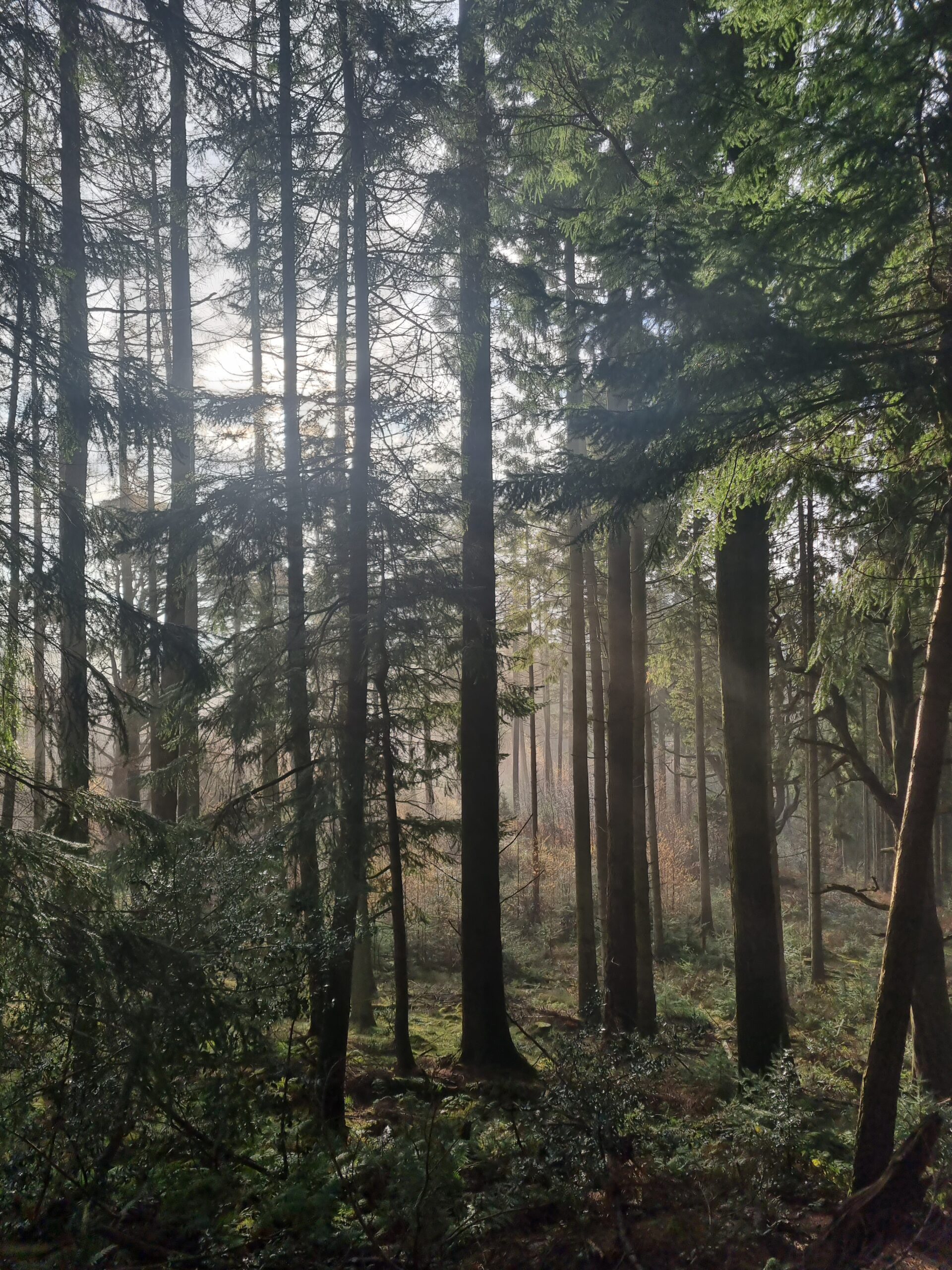 Oak woodland near Balmaha, Scotland