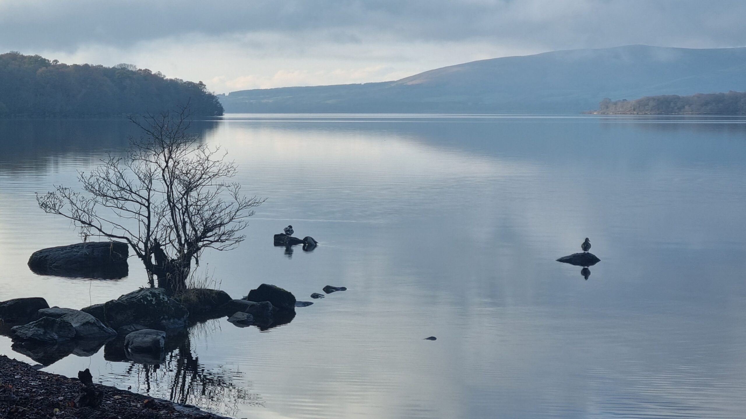 The shore of Loch Lomond, near Balmaha