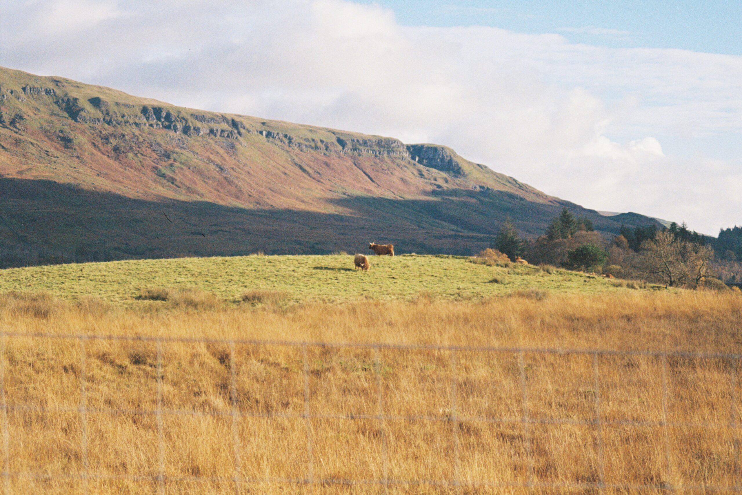 Highland Cattle along the West Highland Way, Scotland
