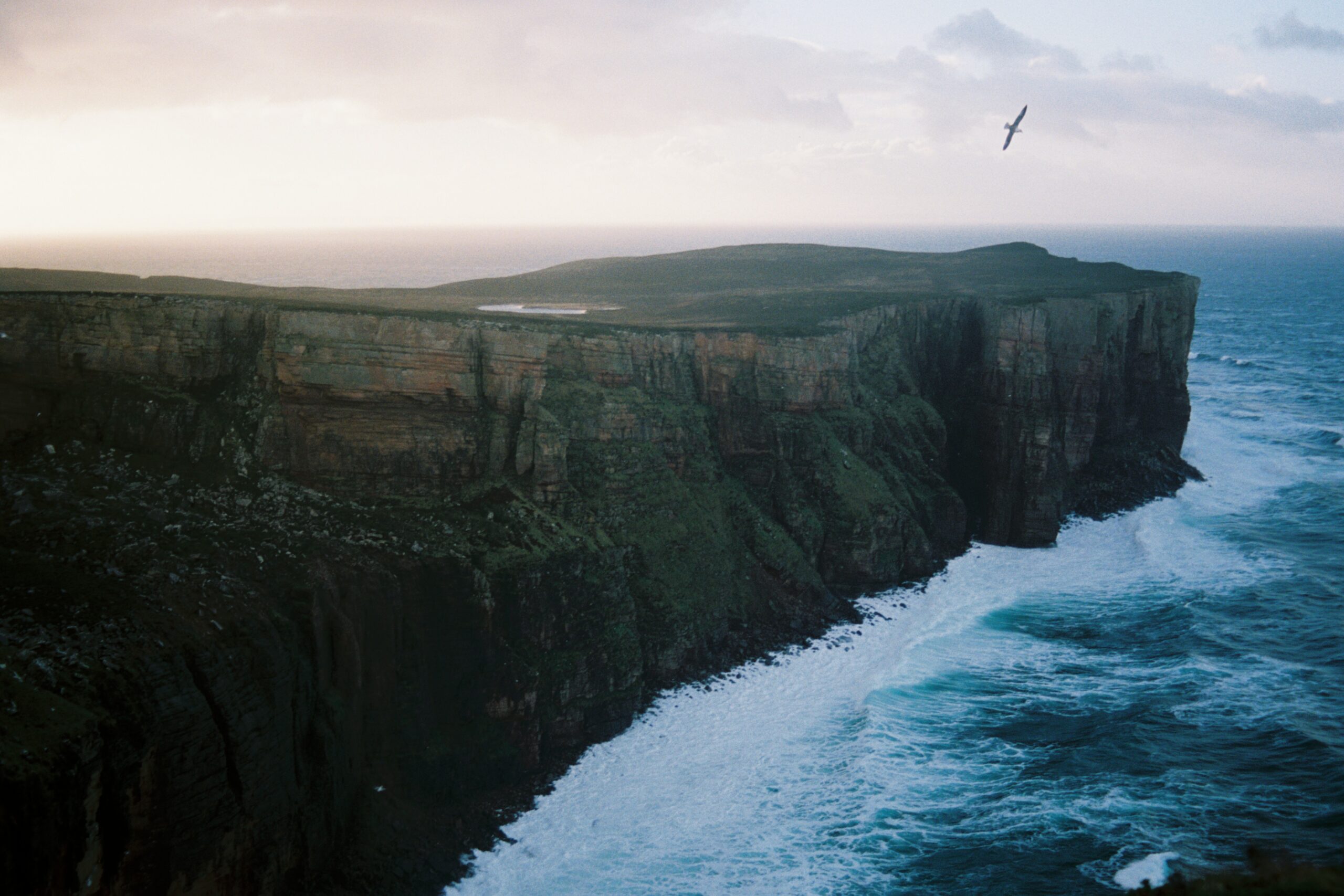 cliffs of rora head with a fulmar, hoy, orkney
